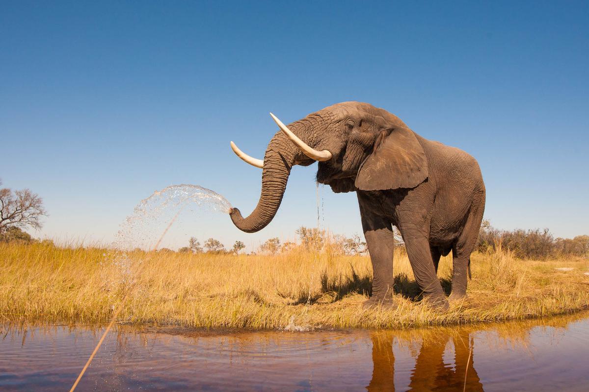 Environmental group hopes to ban domestic ivory trade