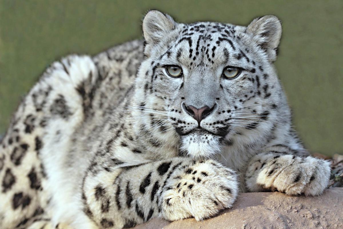 Snow leopards return from the brink of extinction