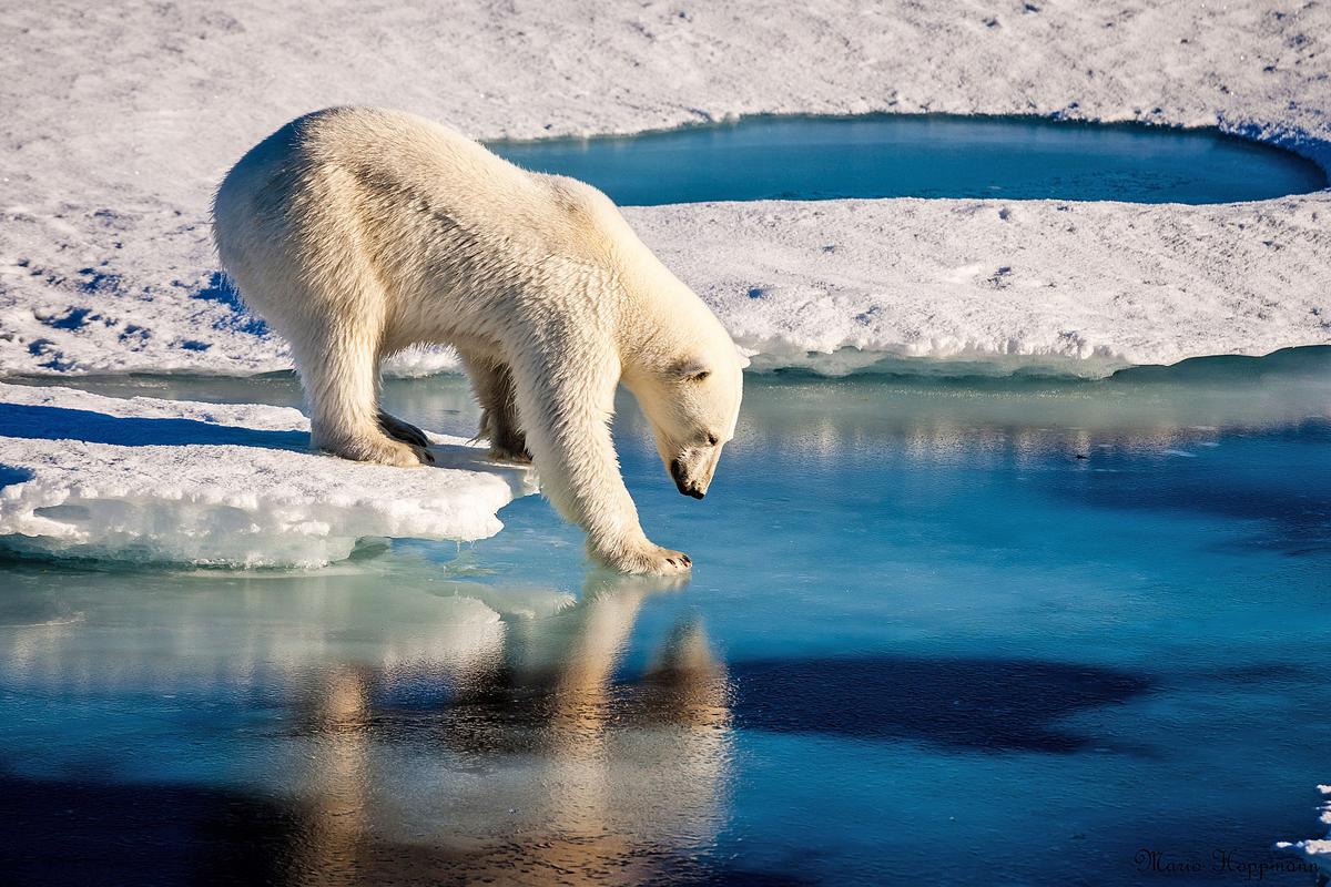 Polar bears are facing shorter sea ice season