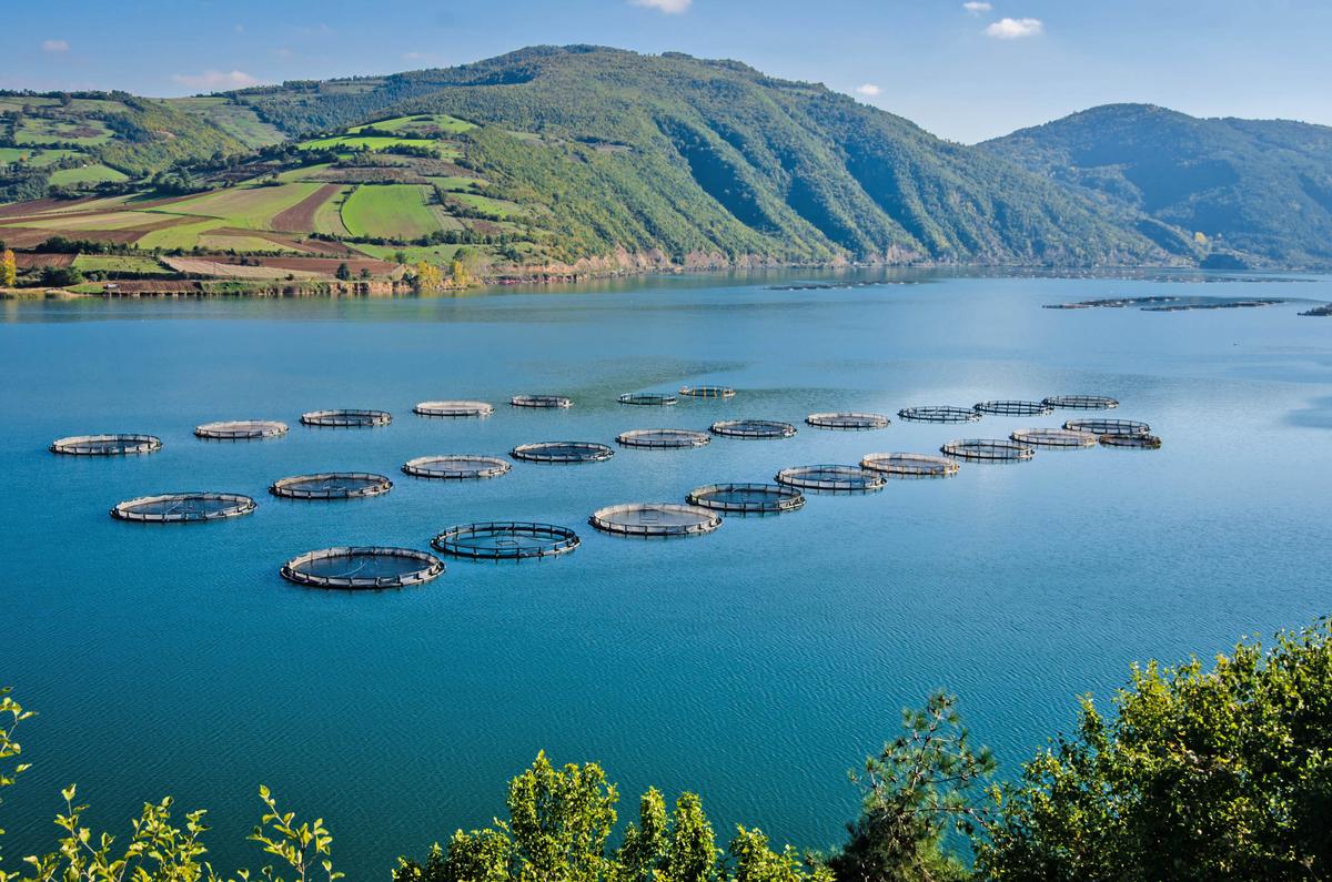Can farmed fish solve the world's food problem?