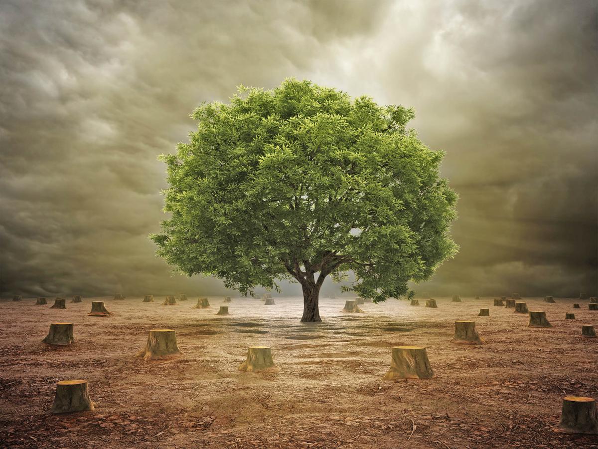 European Union works to save tropical timber in Indonesia
