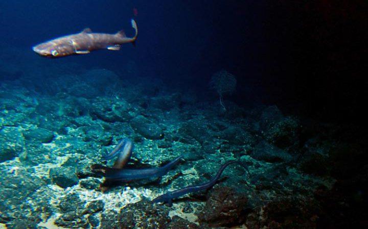 Scientists visit Cook seamount undersea volcano