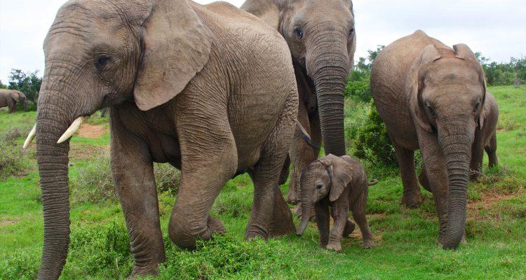 Study: Lifting ivory ban won't save elephants