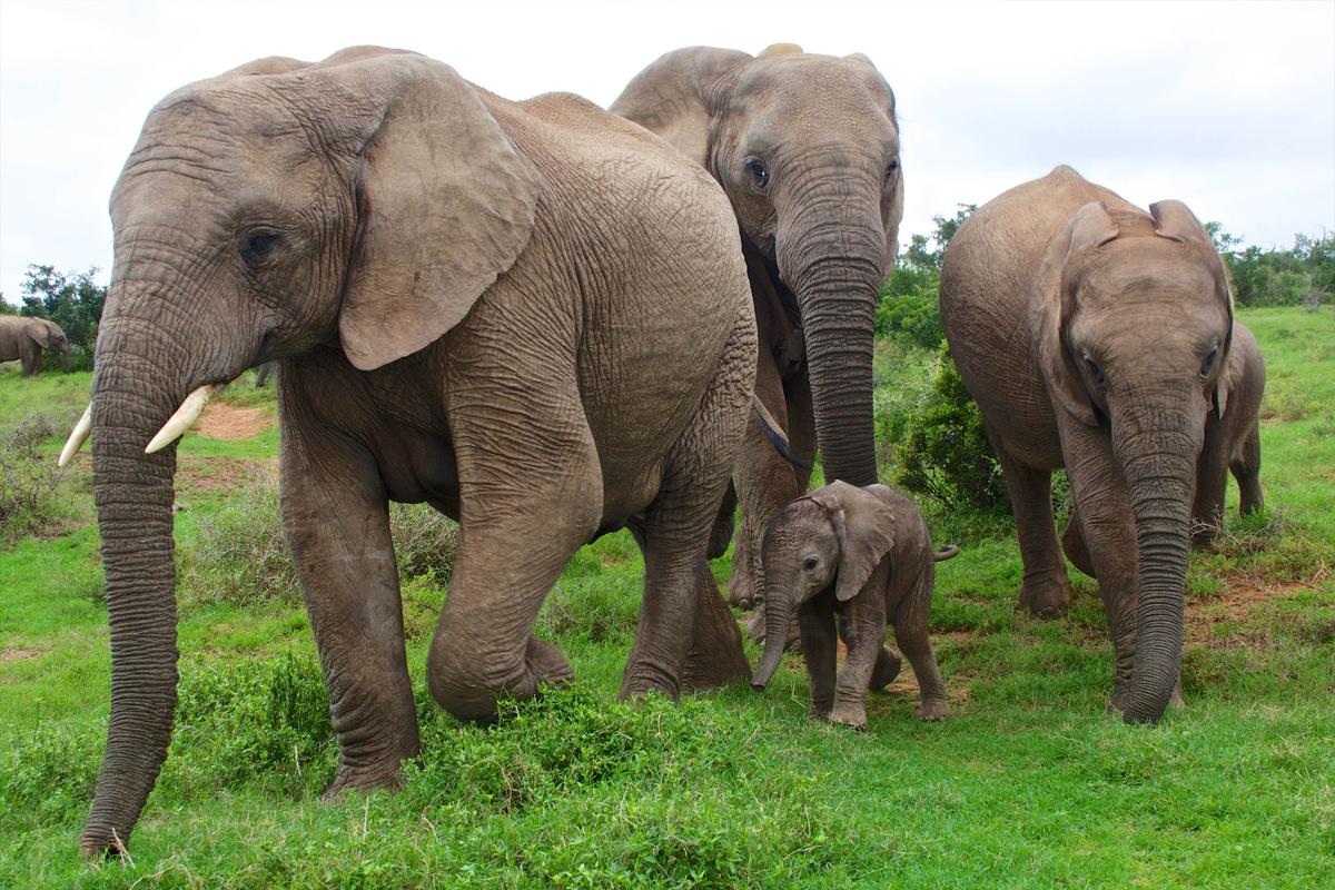Study: Lifting ivory ban won't save elephants
