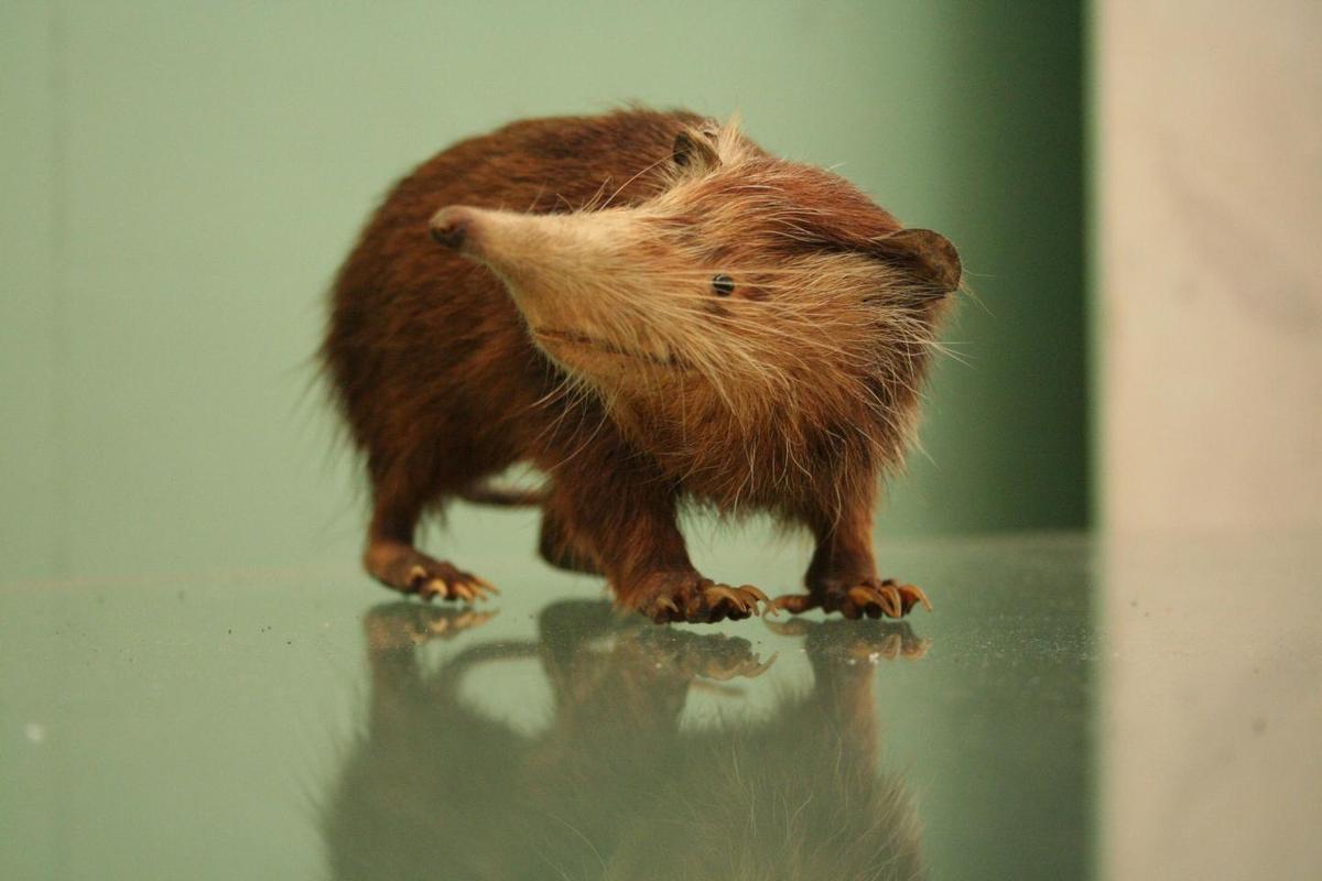 Extinct mammal Nesophontes originated over 70 million years ago