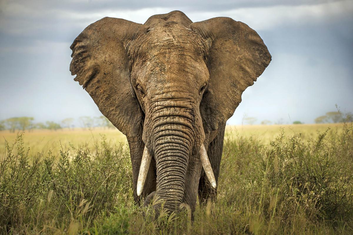 African countries are divided over ivory trade