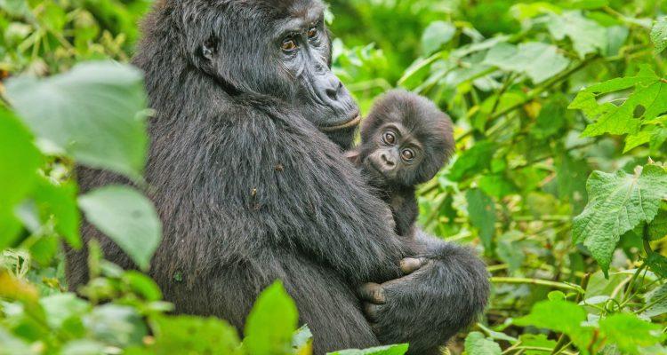 Humans should keep a safe distance while helping endangered primates