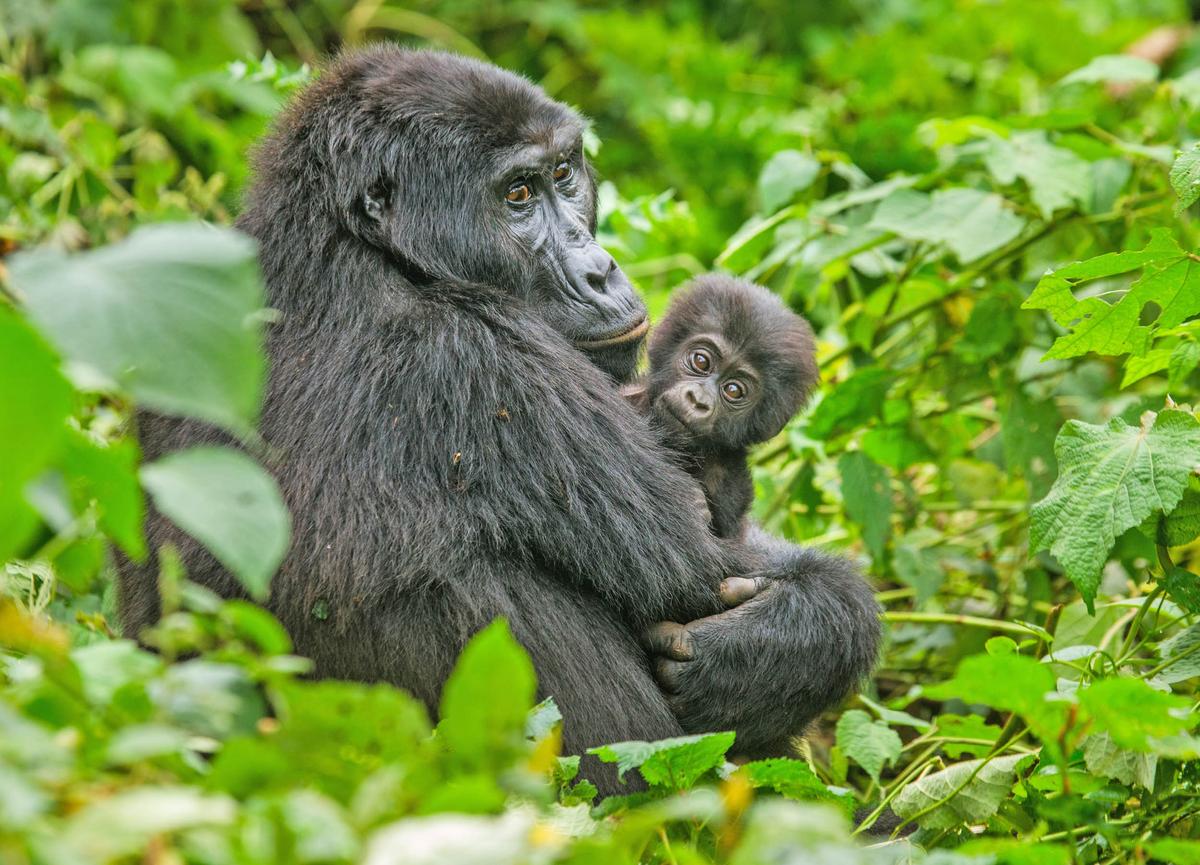 Humans should keep a safe distance while helping endangered primates