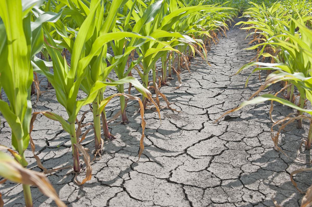 Study examines how climate change will impact global crop yields