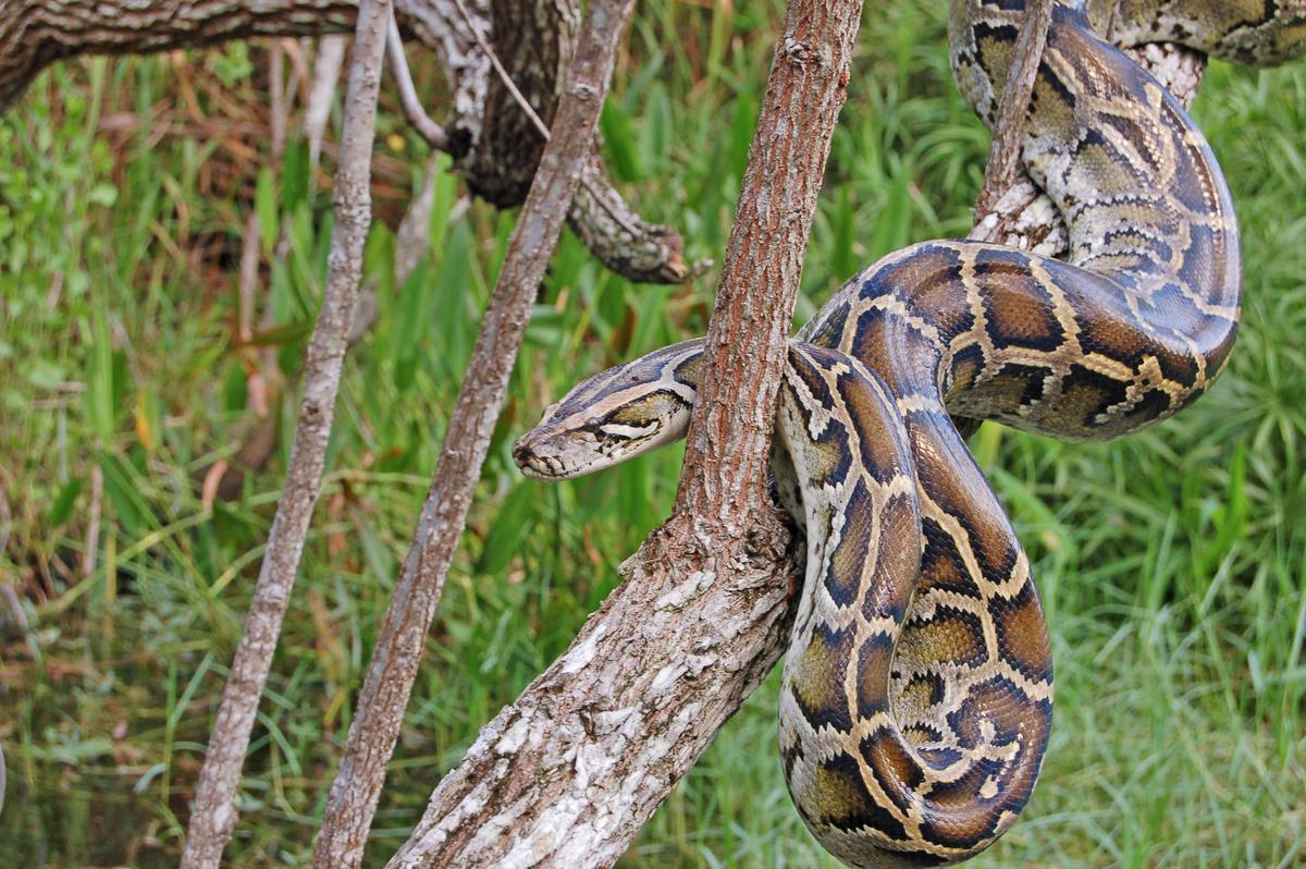 First proof that pythons are reproducing in Florida
