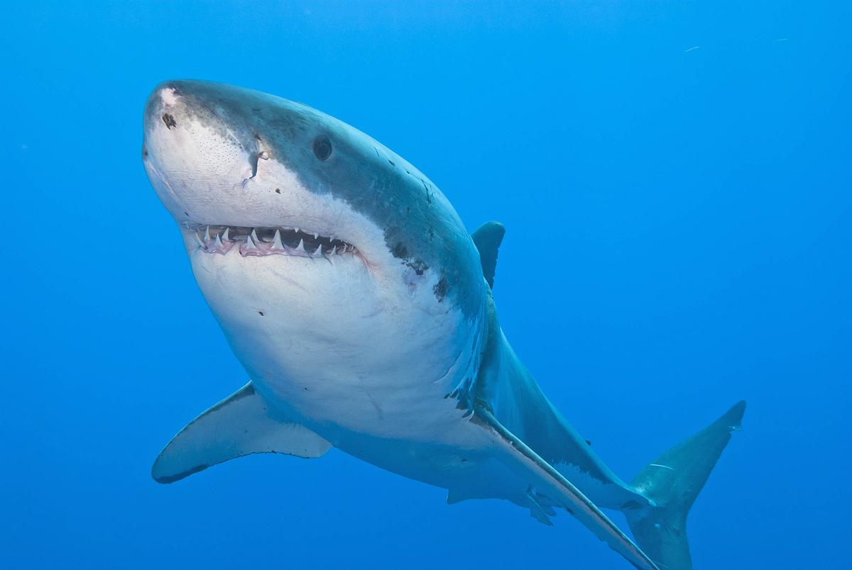 Sharks and tuna share genes that make them super predators