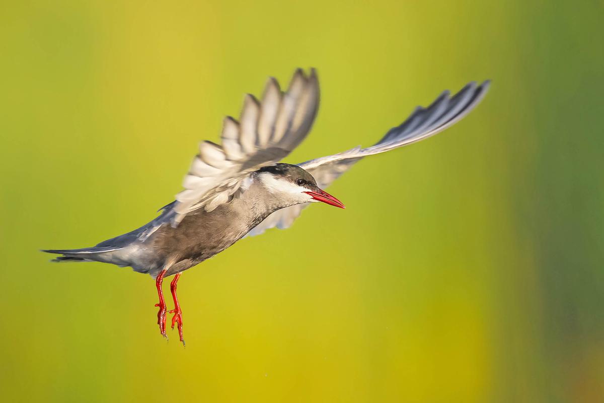 Climate change is driving some birds 1000 miles north to nest