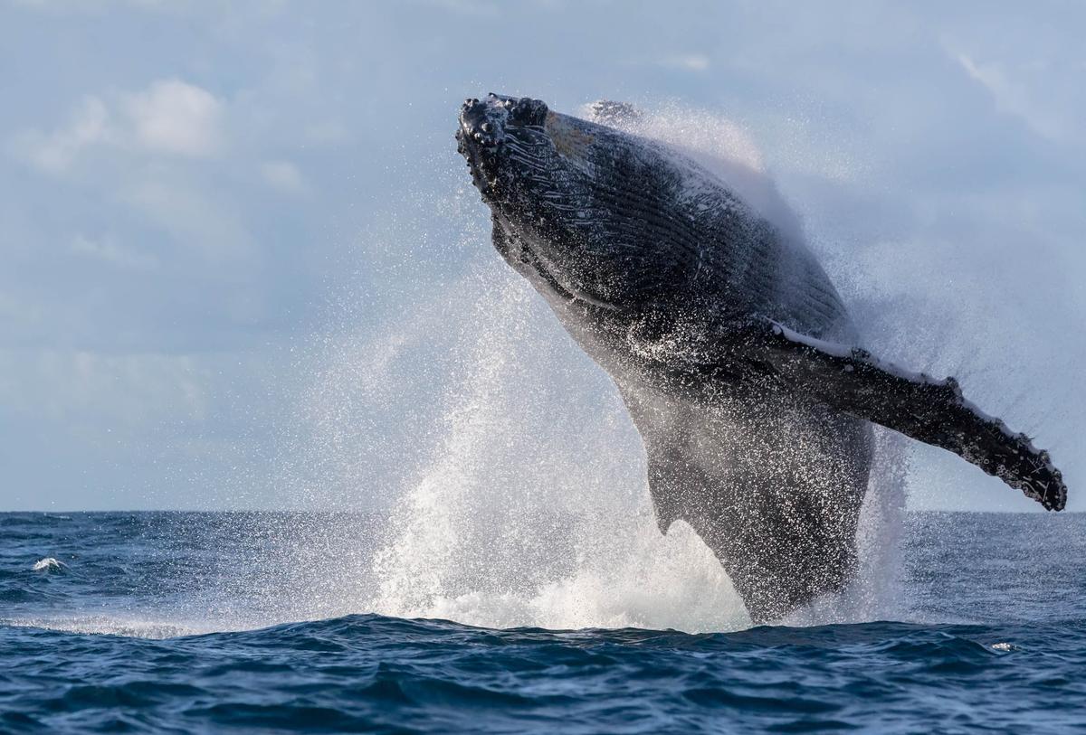 New law signed to protect whales from fishing traps