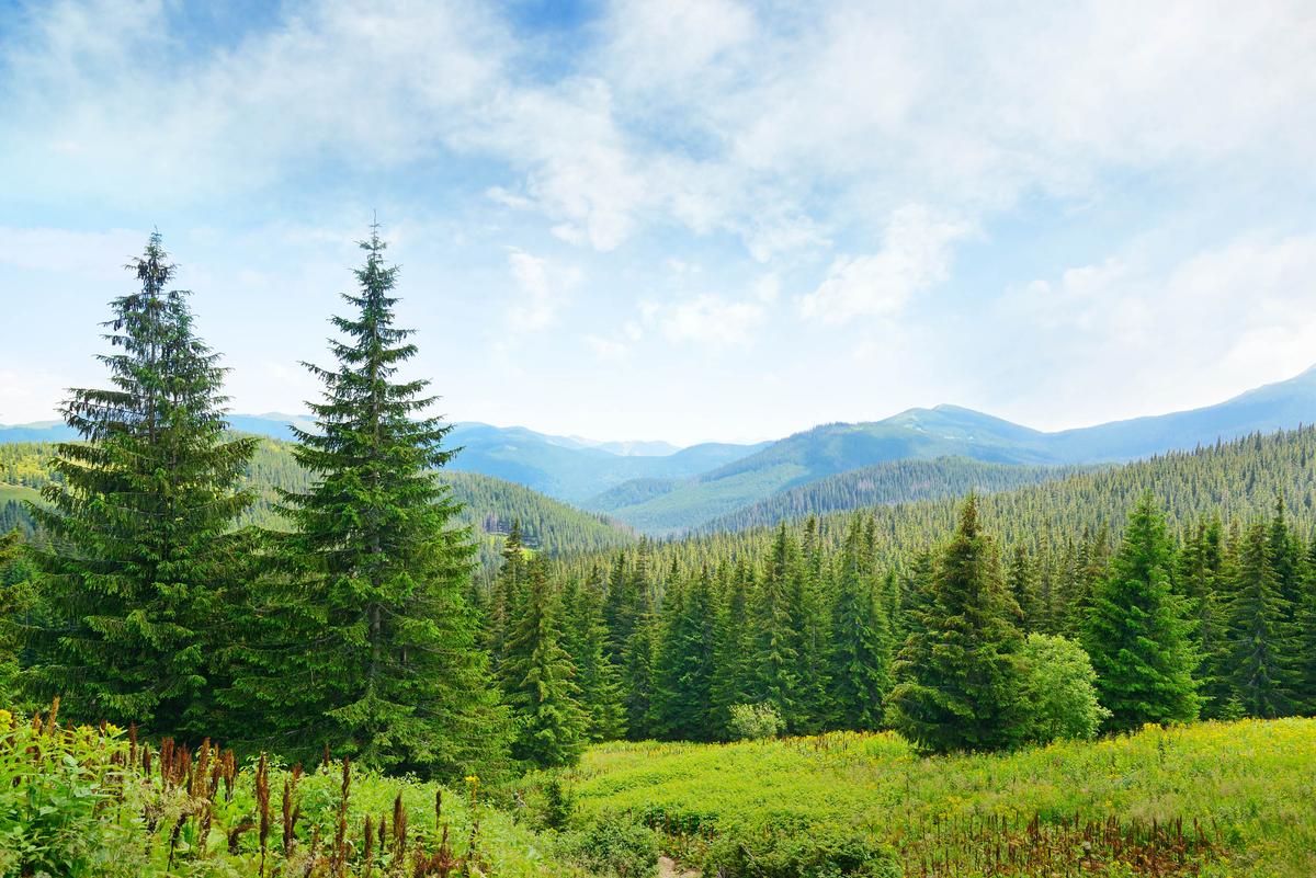 Scientists learn how trees adapt to climate change