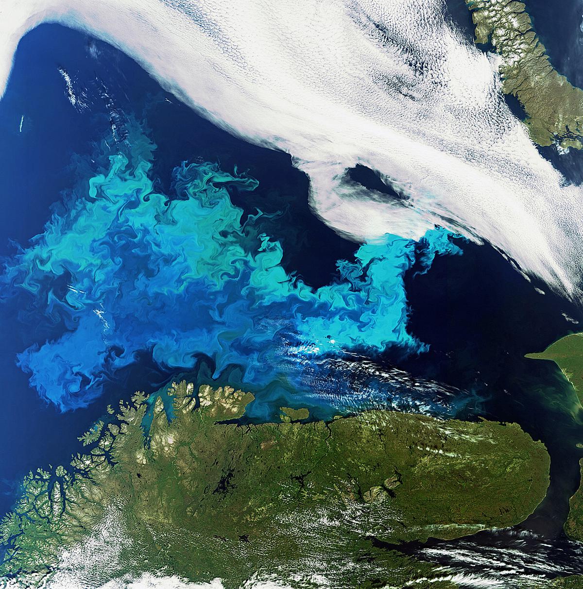 Most of the world's fish live in the oceans' twilight zone