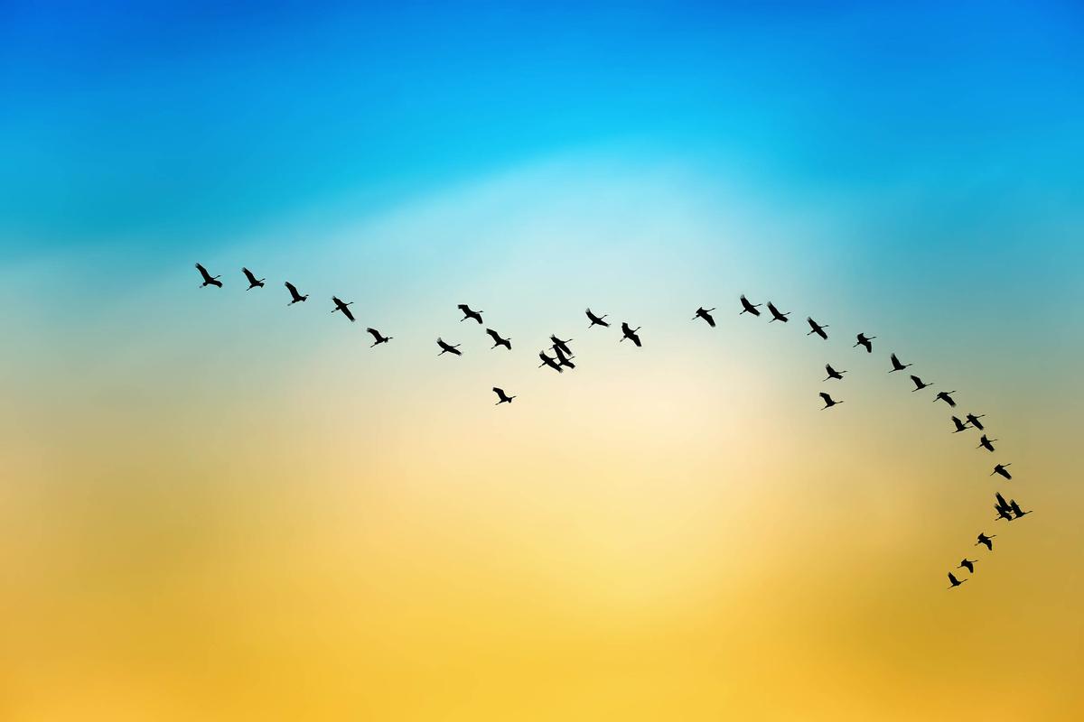 Migratory birds face new hurdles in their journey