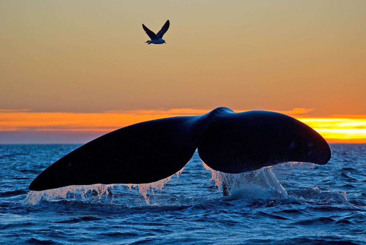 Call to action as whale entanglements increase