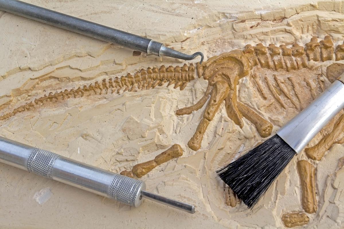 Scientists are using fossils to predict future species survival