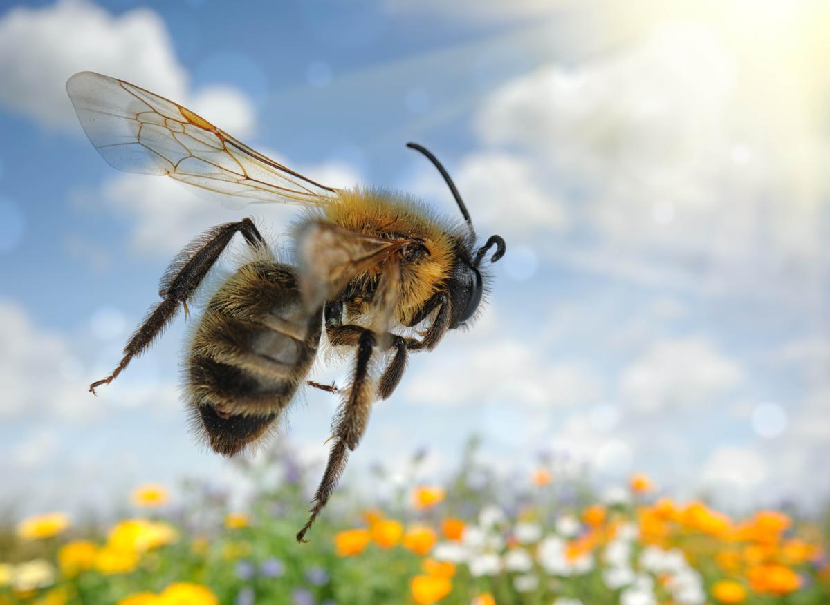 Seven bee species put on the endangered species list