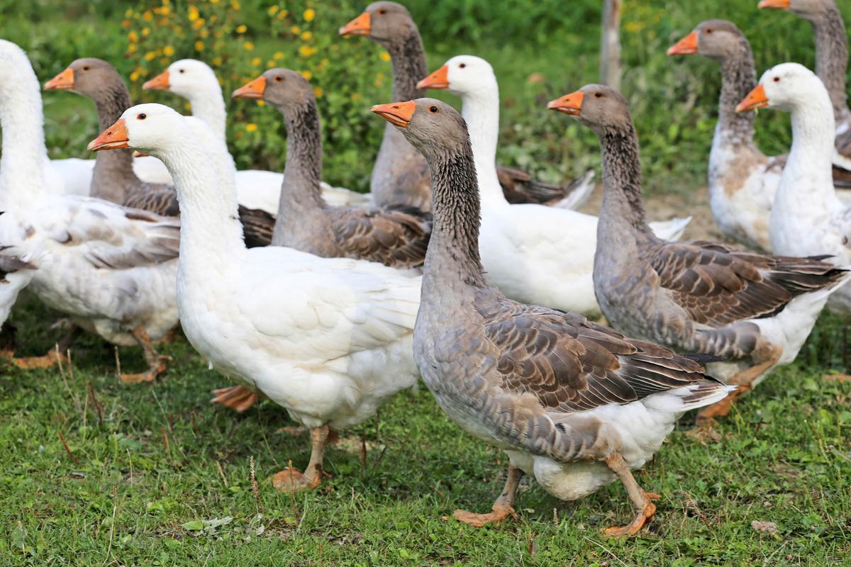 Cities across America are dealing with an odd problem: Goose poop