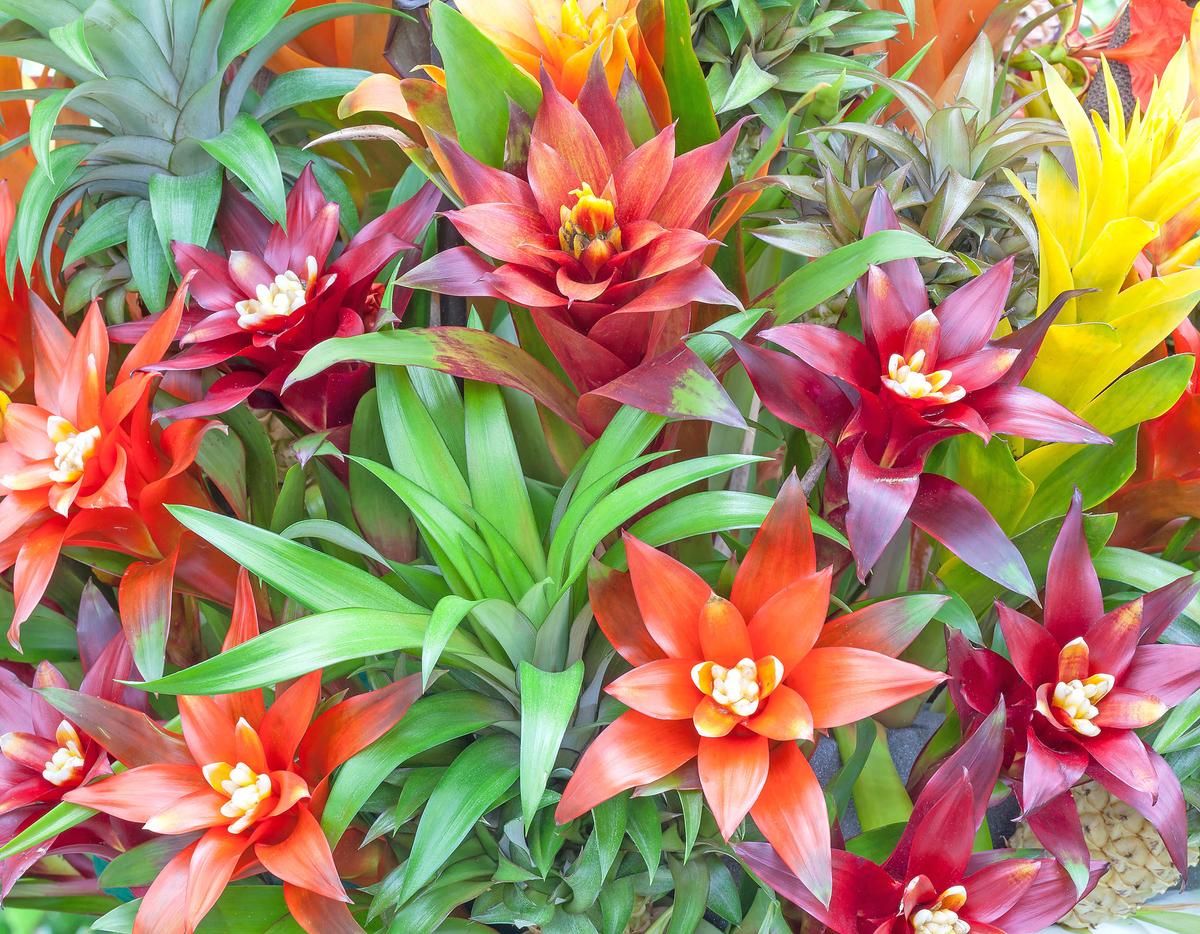 Bromeliads are to blame for the zika virus in Miami