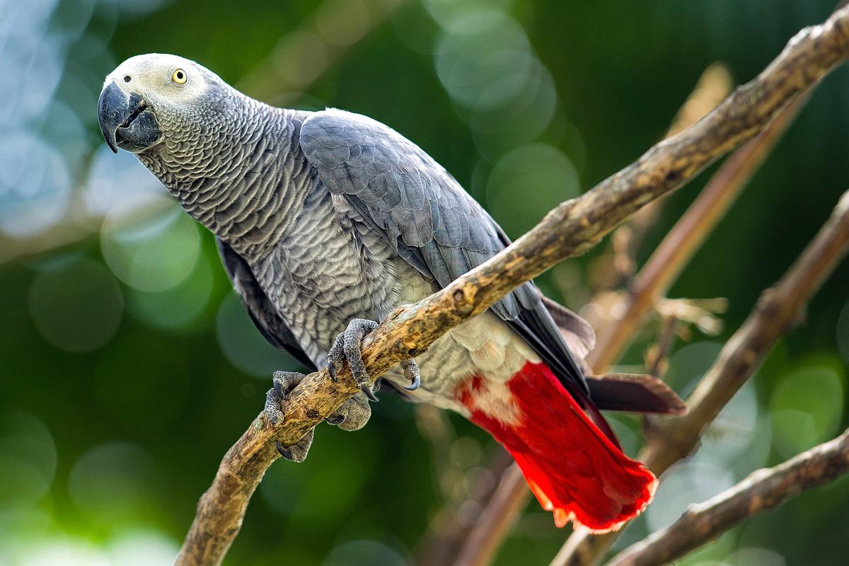 United Nations bans trade of  African grey parrots