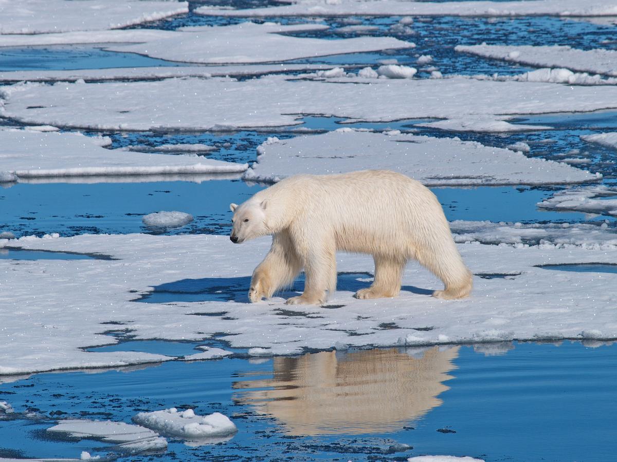 Polar bears across the Arctic are facing much shorter sea ice seasons