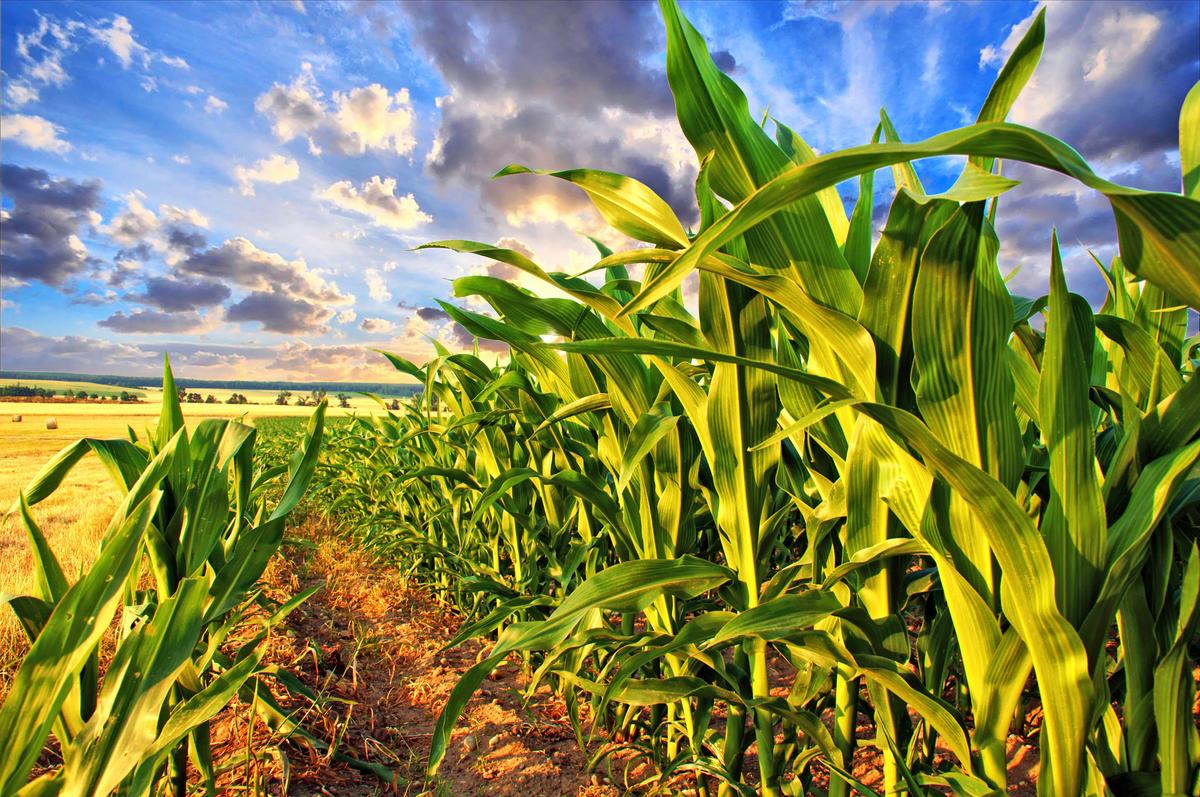 Soil management can save corn production from climate change