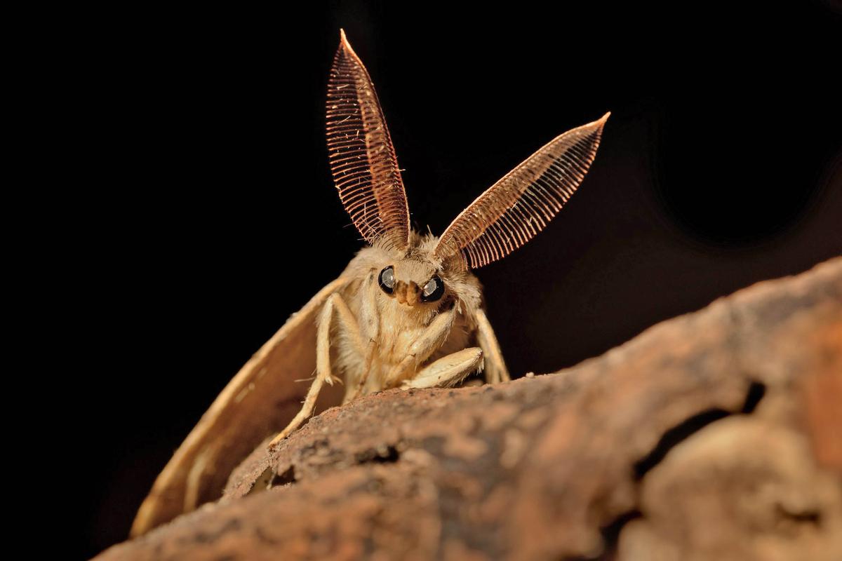 Damage from invasive insects will increase from climate change
