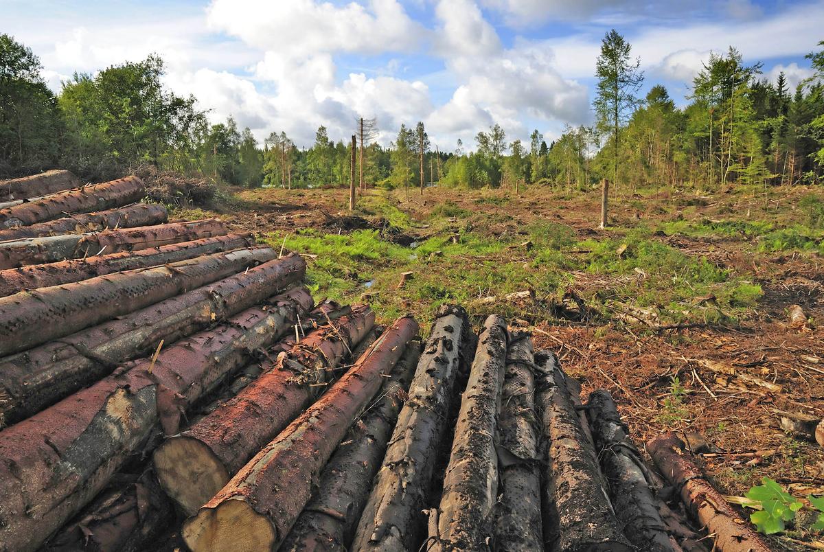 Carbon emissions from logged forests are much greater than anticipated