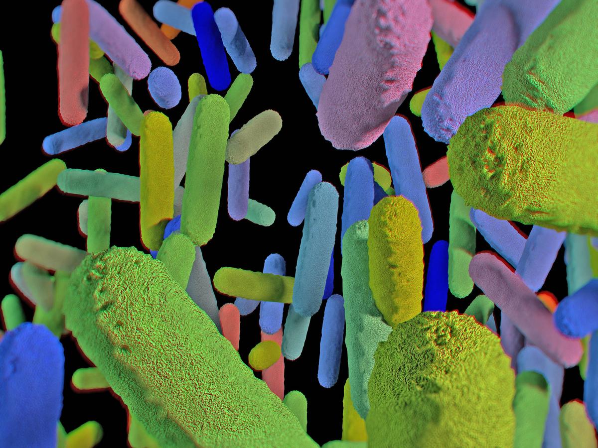 Global warming harms organisms living in symbiosis