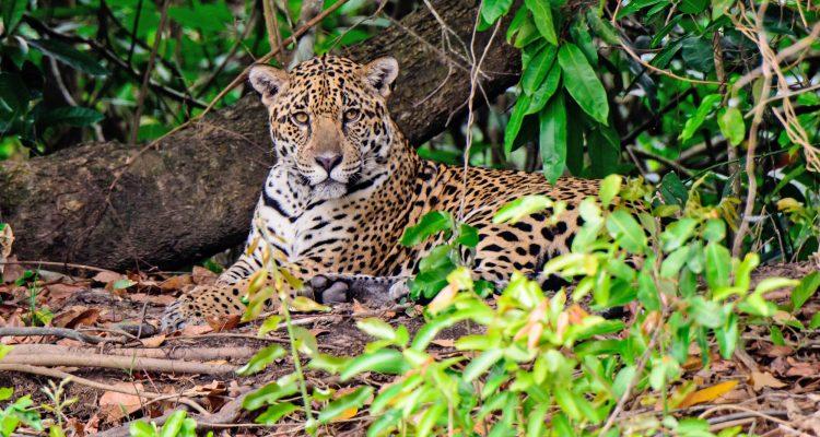 Wild jaguar conservation necessary in Mesoamerica