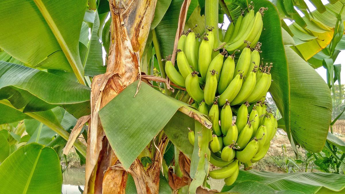 Saving the planet from 'bananageddon'
