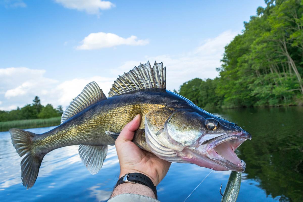 Climate change and species invasions are decimating walleye populations