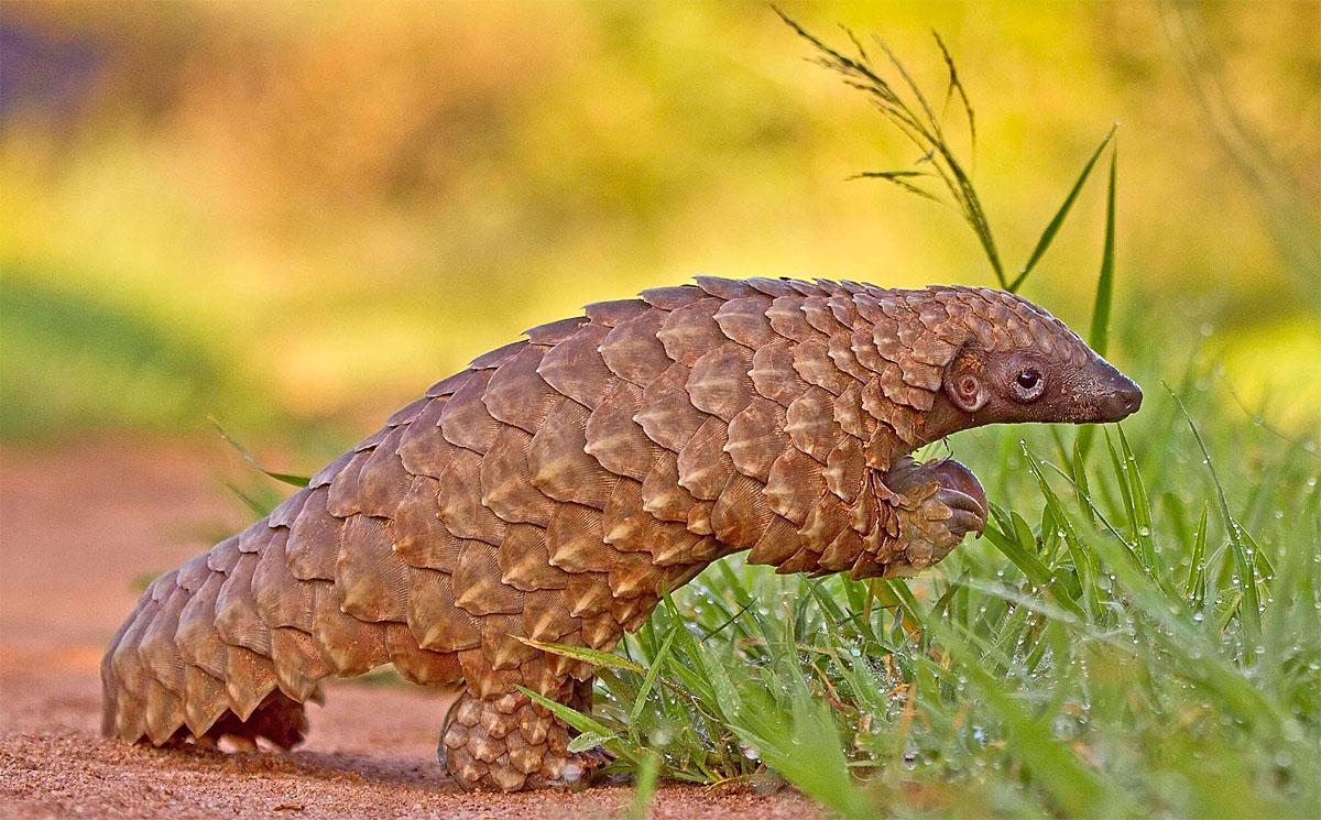 Meet the pangolin: The world's most trafficked mammal