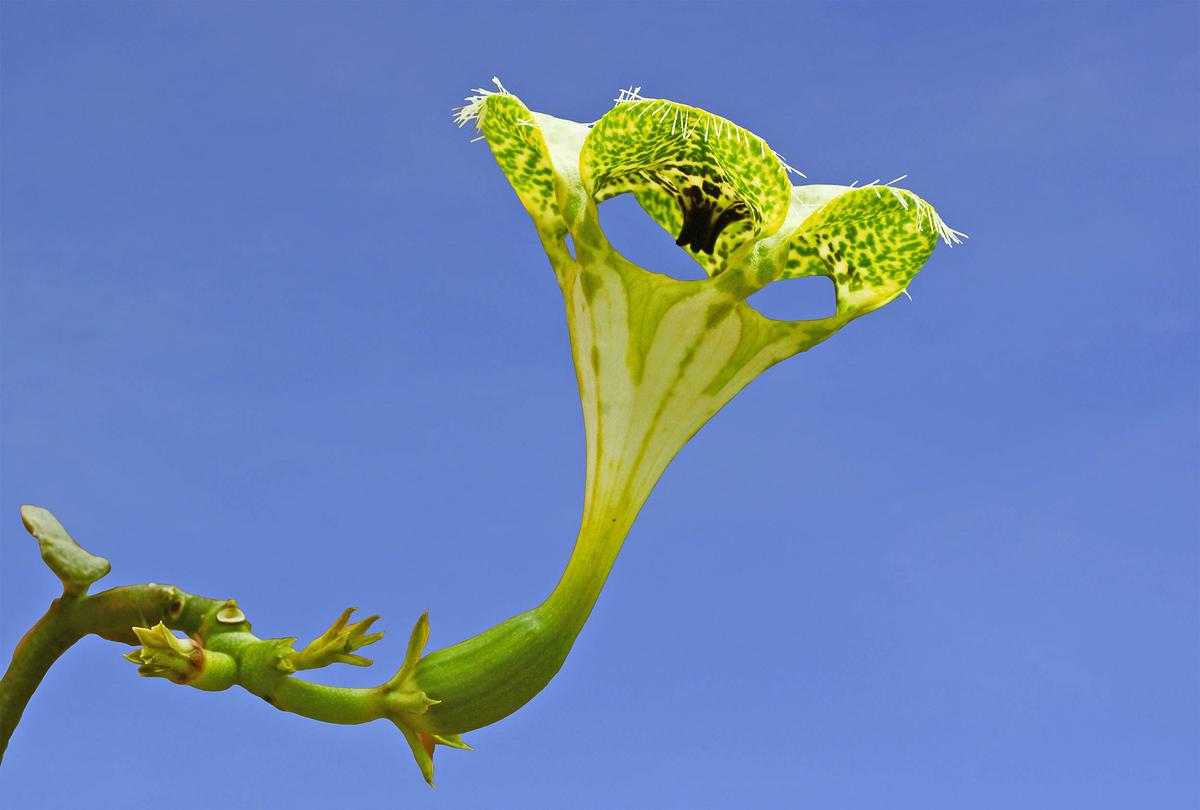 Giant Ceropegia flower mimics the smell of an attacked bee