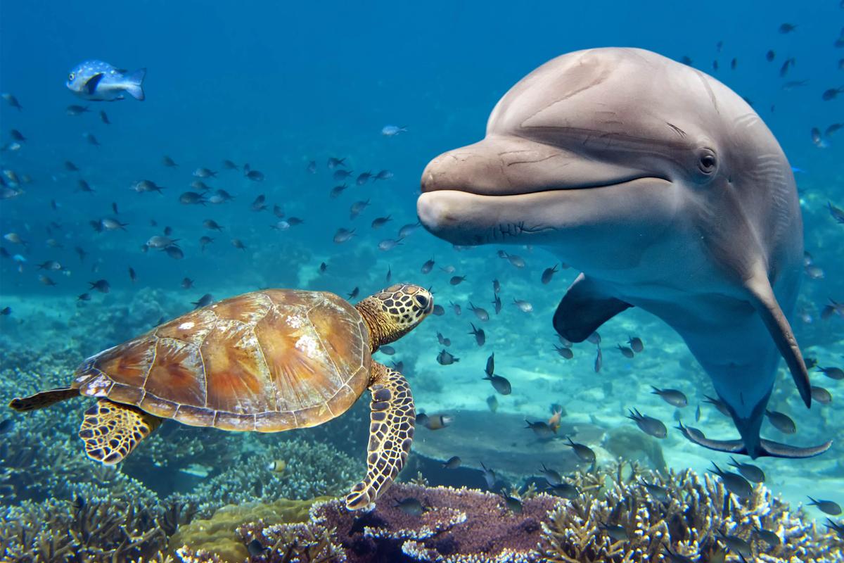 Measuring the impact of human activity on marine mammals
