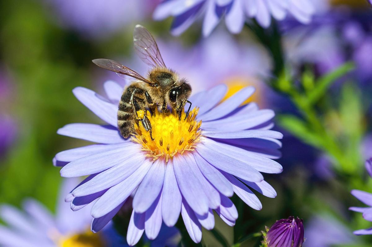Multiple pesticides linked to death of honey bee colonies