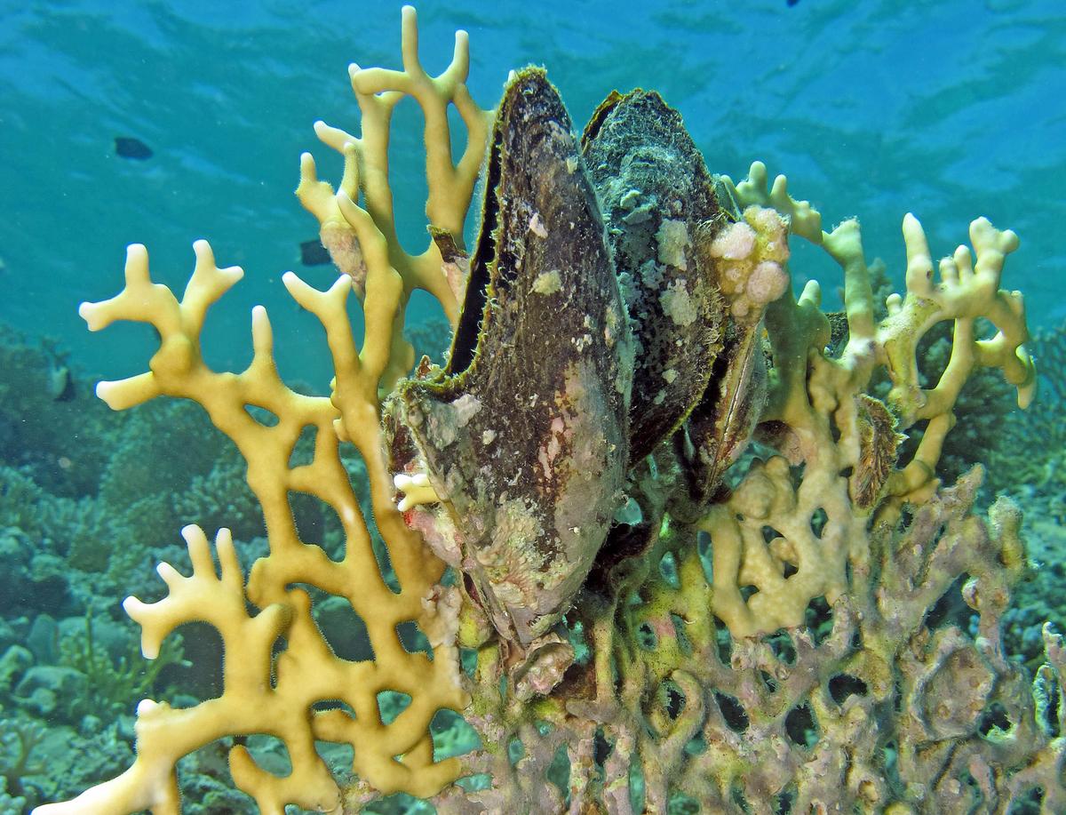 Native oysters may thrive in climate change