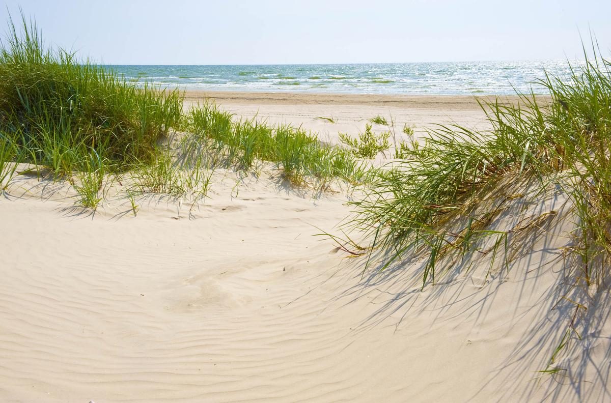 Scientists are restoring coastal sand dunes by using microbes