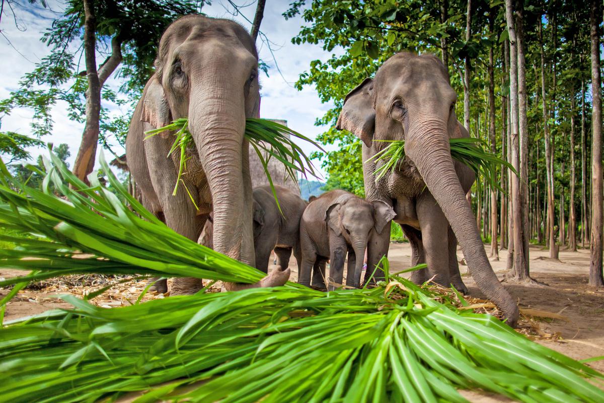 Asian elephants don't exhibit much dominant behavior