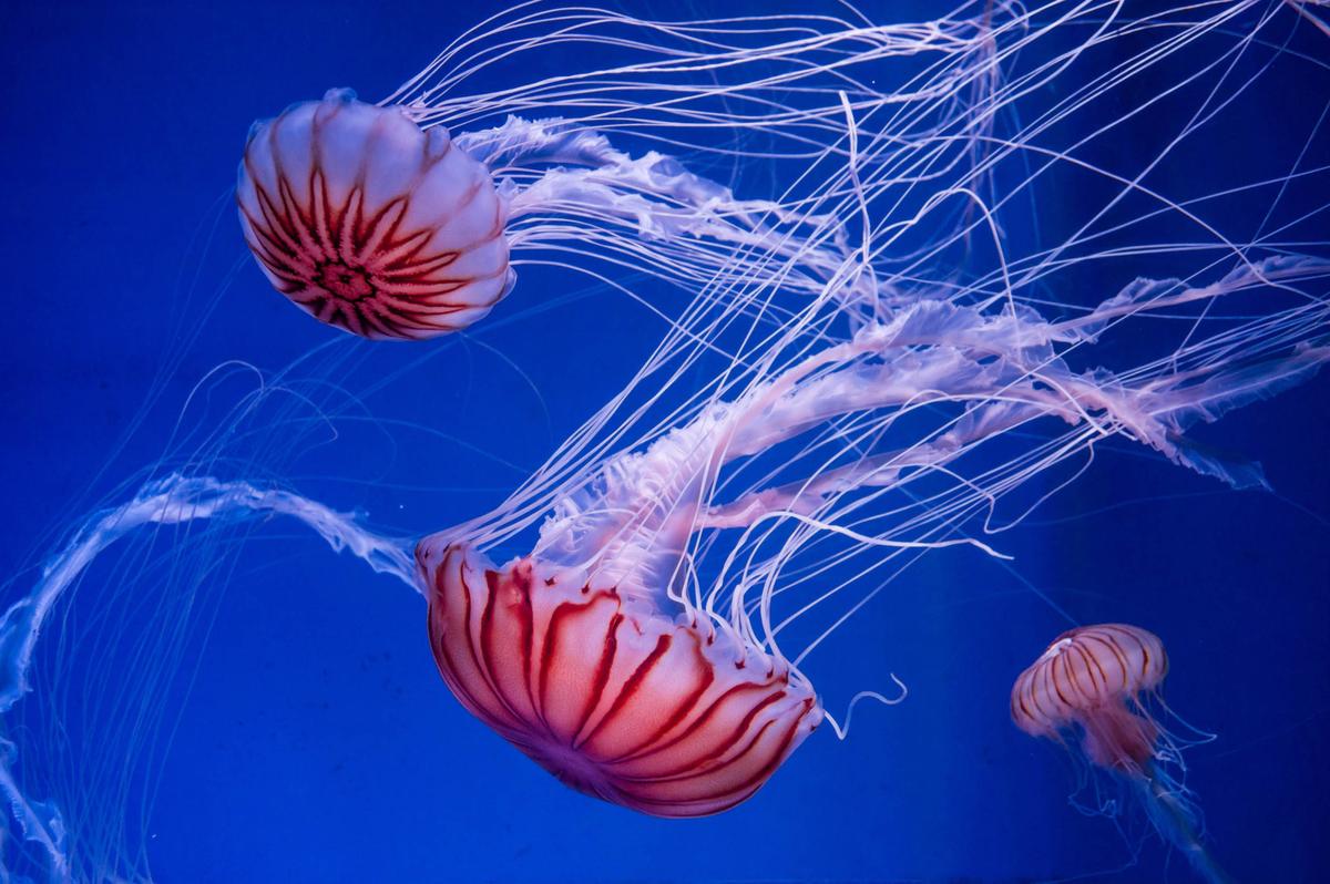 Jellyfish cause serious problems at coastal power plants