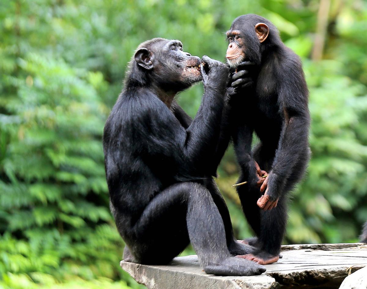 Chimpanzees learn grooming styles from their mothers
