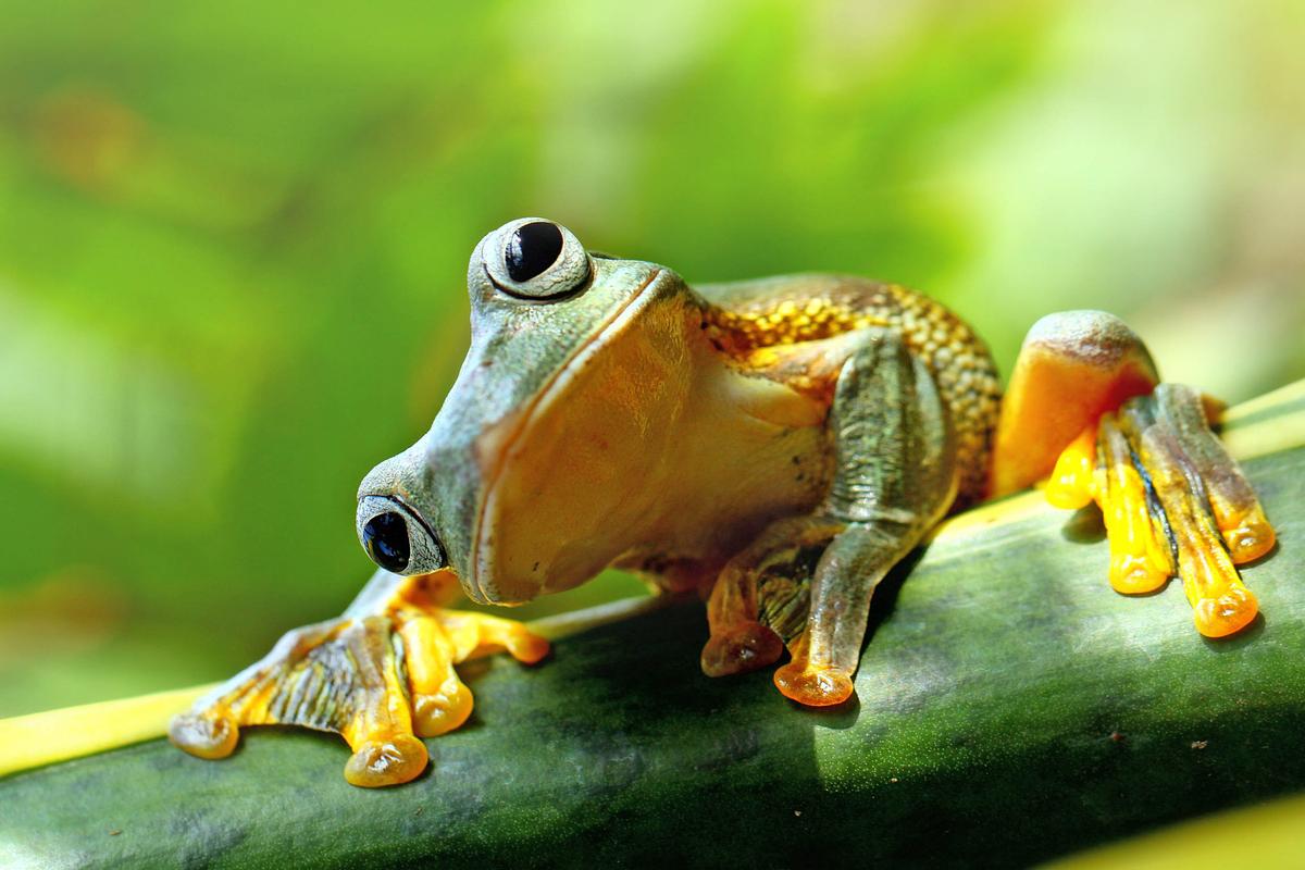 Scientists: More time than we thought to save frogs from climate change