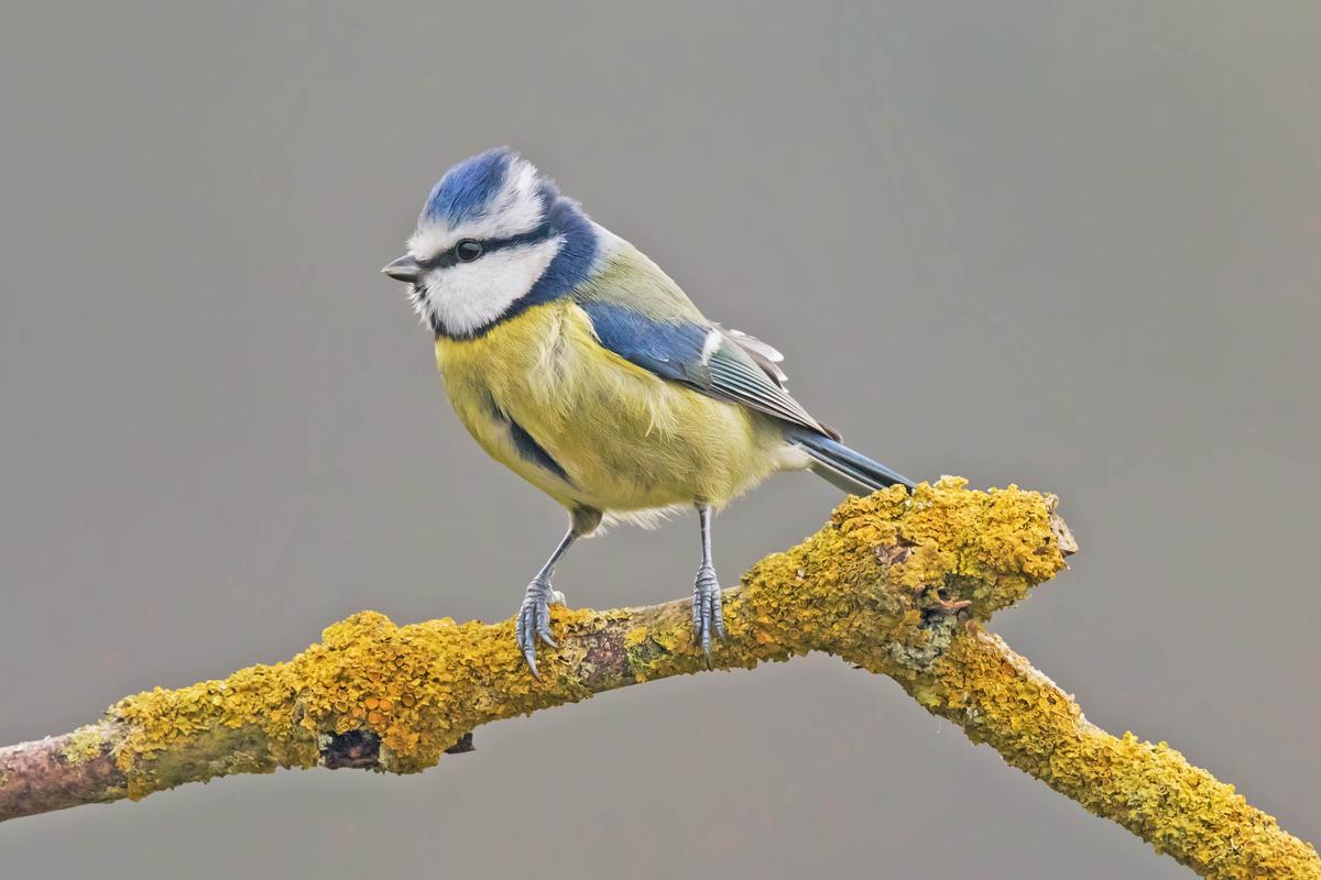 Blue tit migration driven by the environment