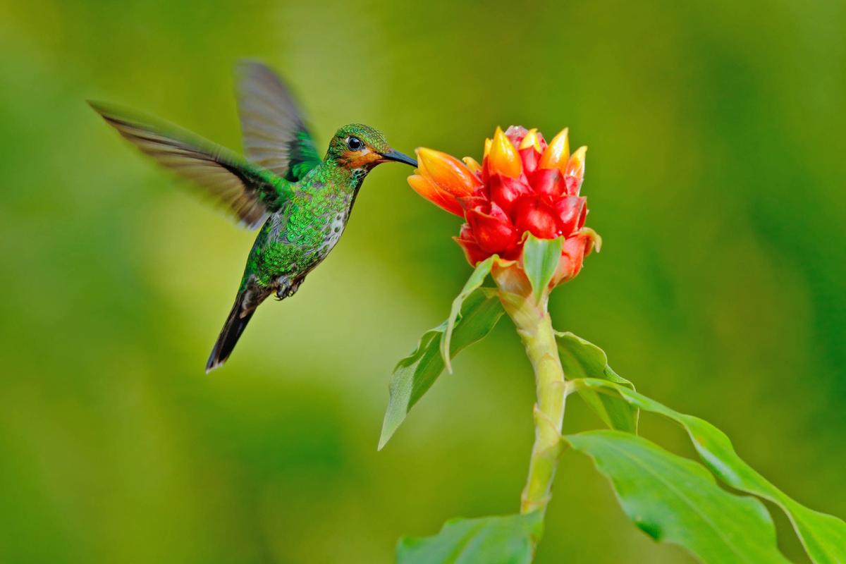 Some hummingbirds pack on the pounds before flying south