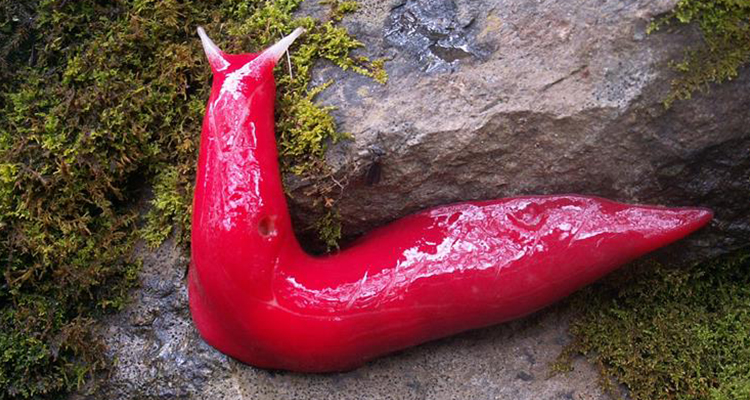 Australian Slug Of Death