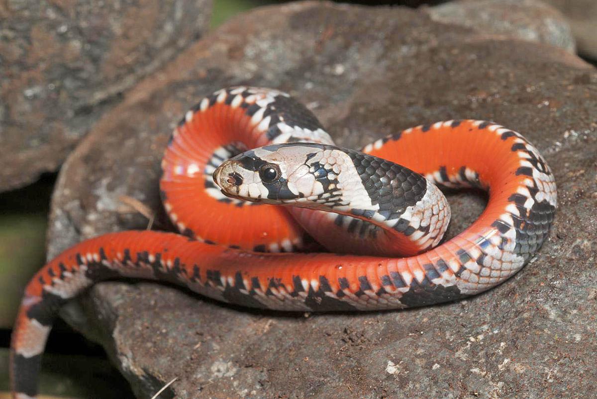 Scientists declare the island of Mindanao a biodiversity hotspot