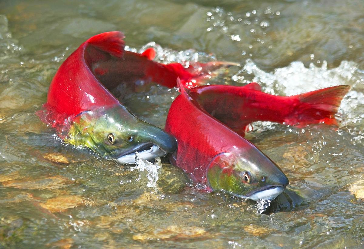 How will salmon survive under climate change?