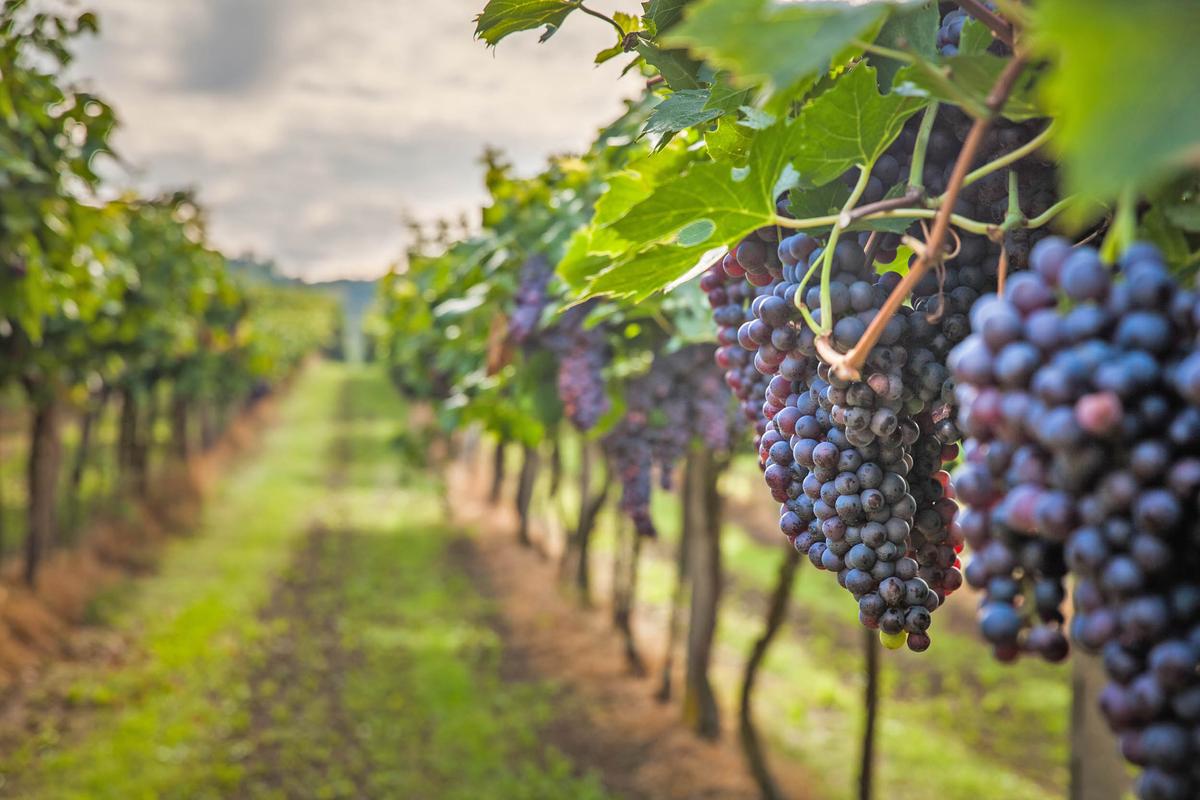 Genomics breakthrough creates climate-tolerant wine grapes